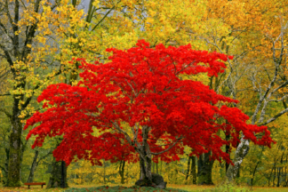 Fall trees